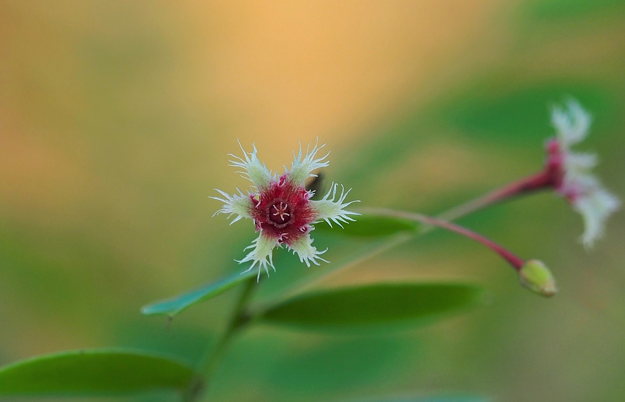 nature flower flora free photo