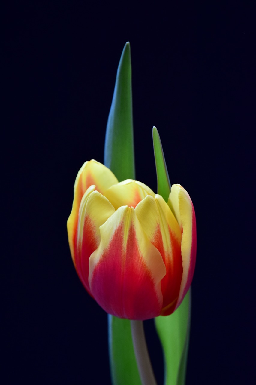 nature tulip flower free photo