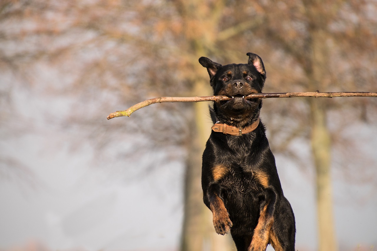 nature animal rottweiler free photo