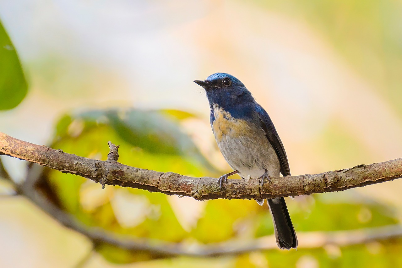 nature birds colors free photo