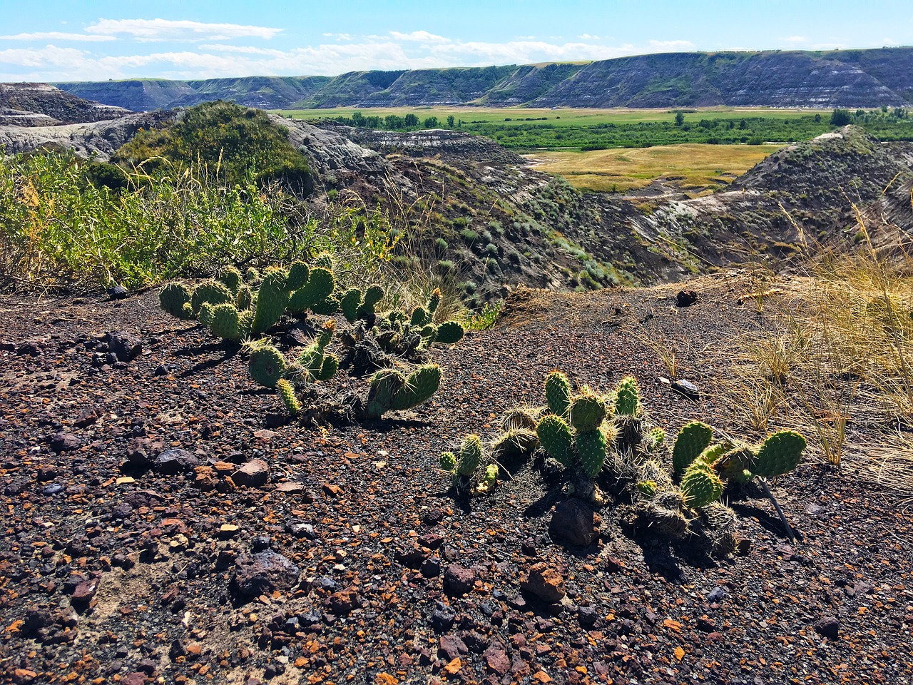 nature landscape cactus free photo