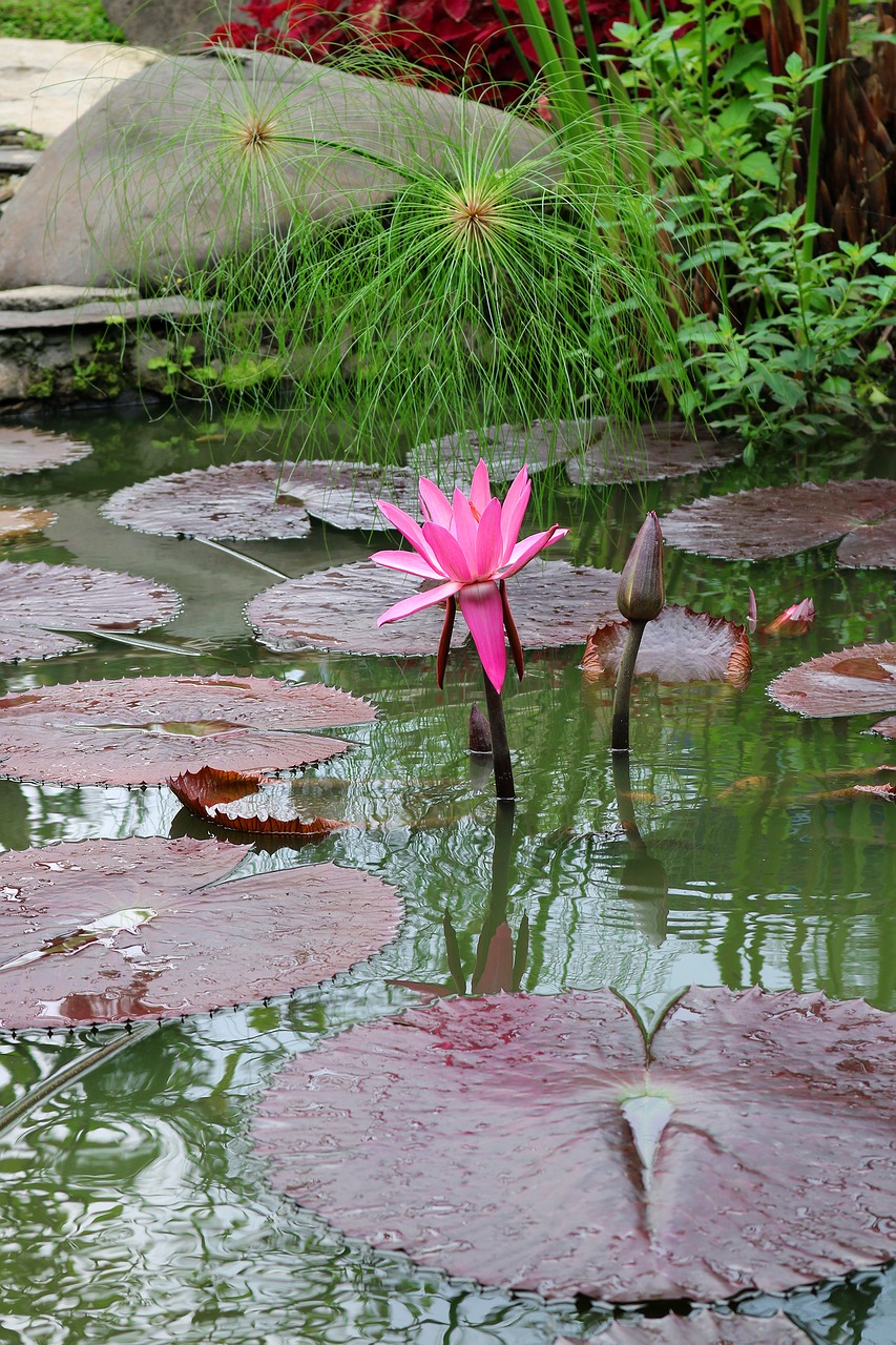 nature pool flower free photo