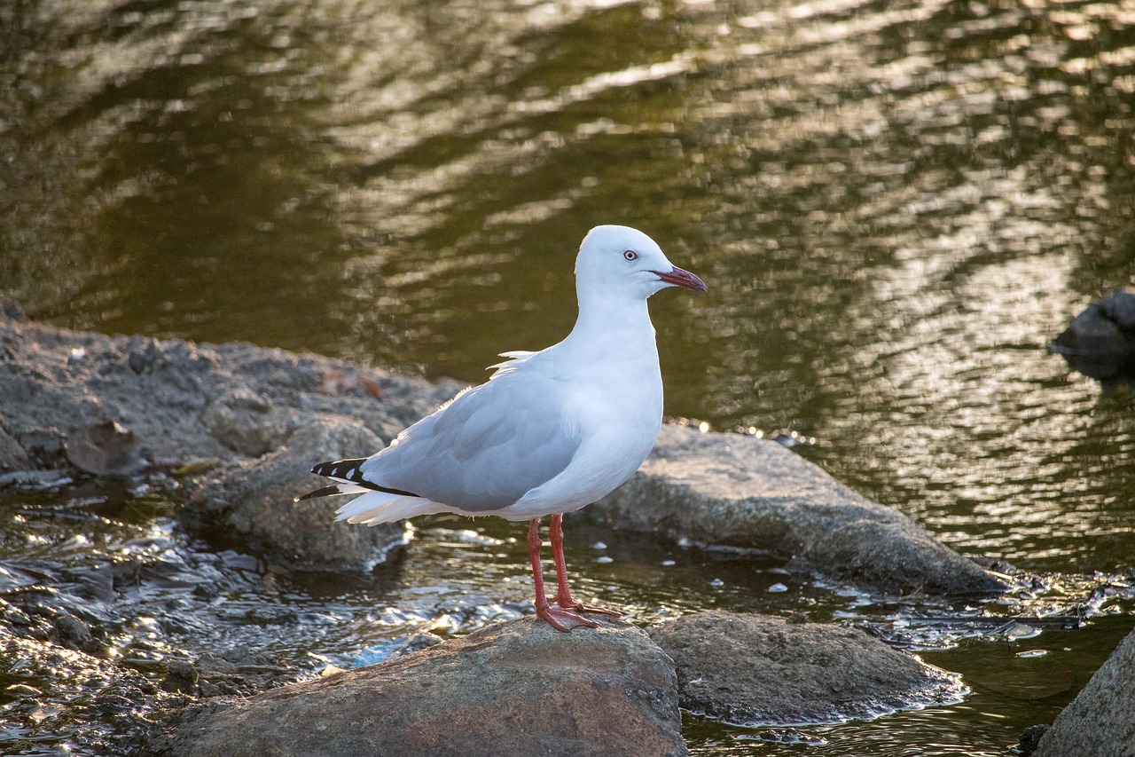 nature water bird free photo