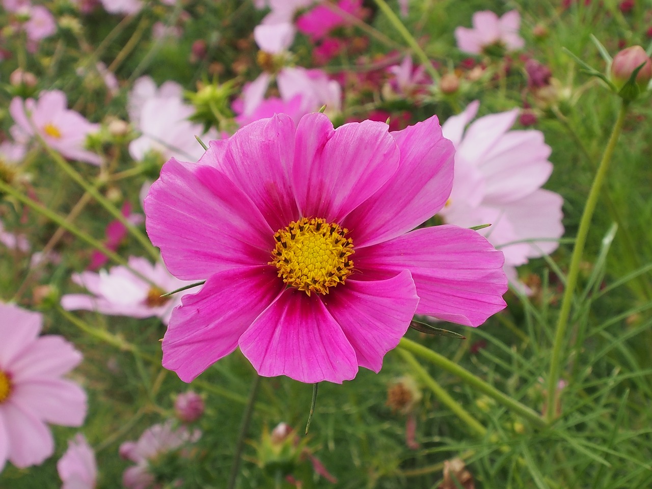 nature flower summer free photo