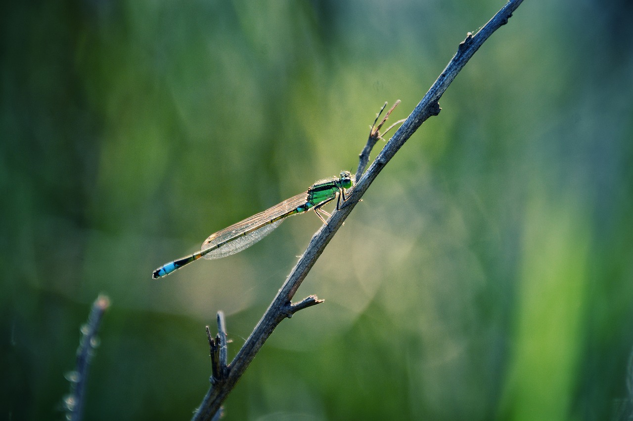 nature outdoor leaf free photo