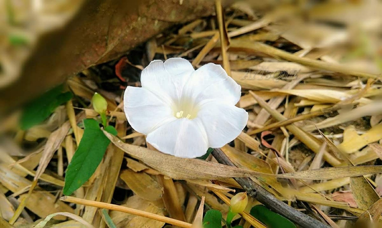 nature flora flower free photo