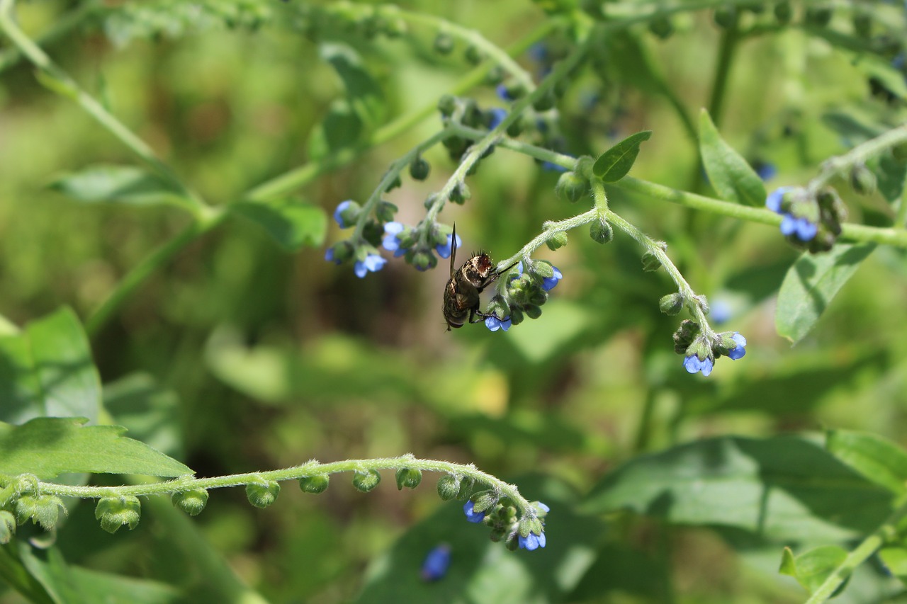 nature outdoor insect free photo