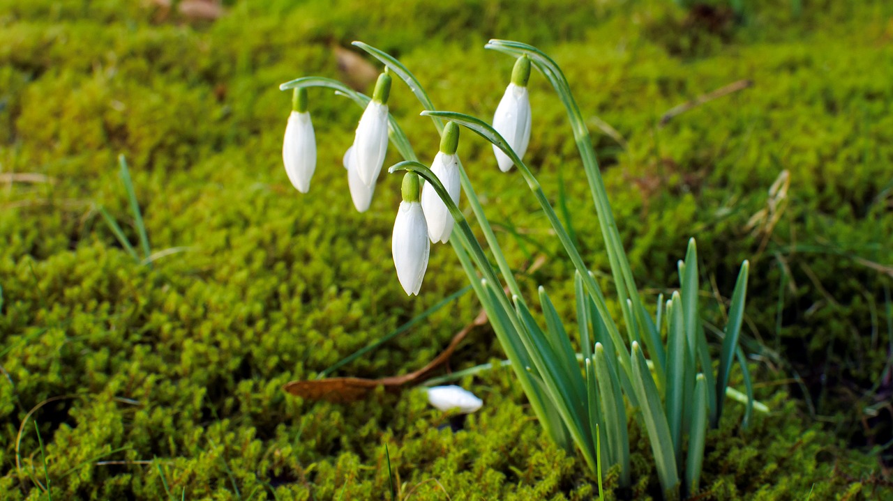 nature grass leaf free photo