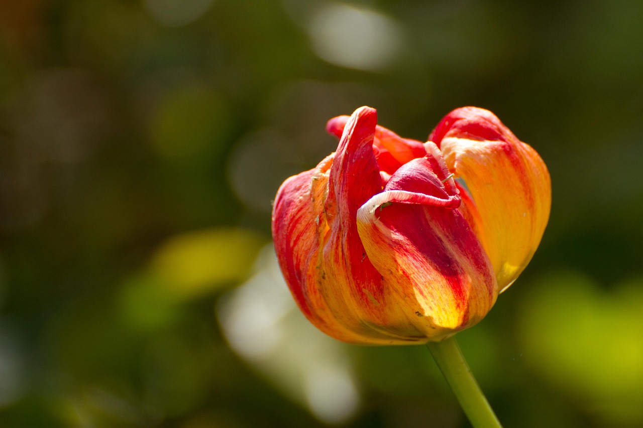 nature flower plant free photo