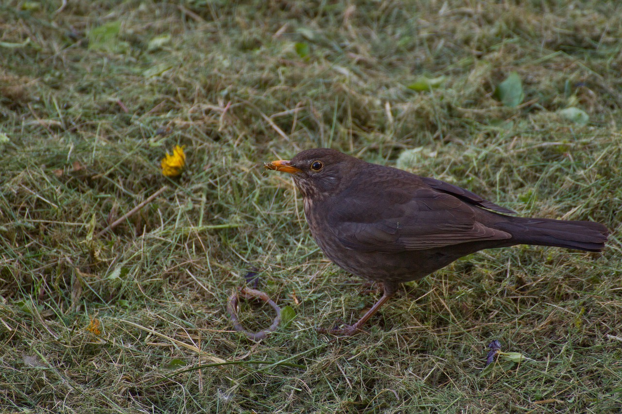 nature bird outdoor free photo