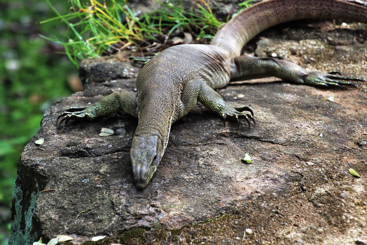 nature iguanas reptiles free photo