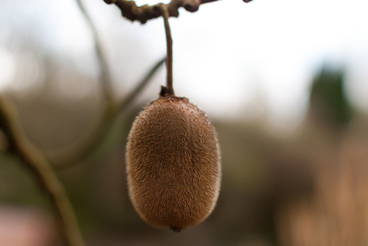 nature plant outdoor free photo