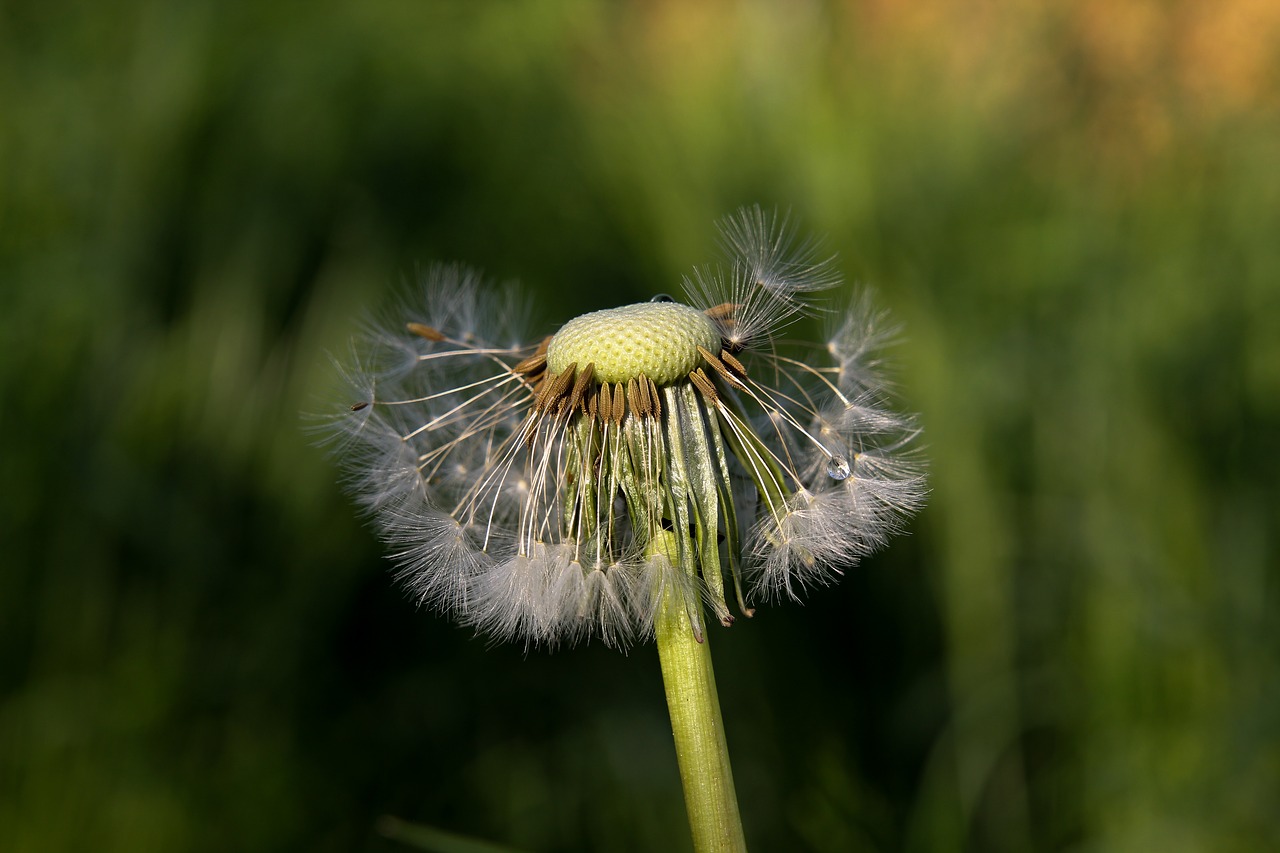 nature grass dandelion free photo