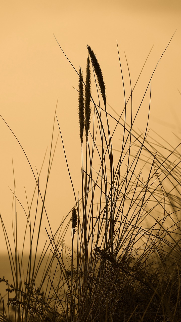 nature fragile grass in the wind island oleron free photo