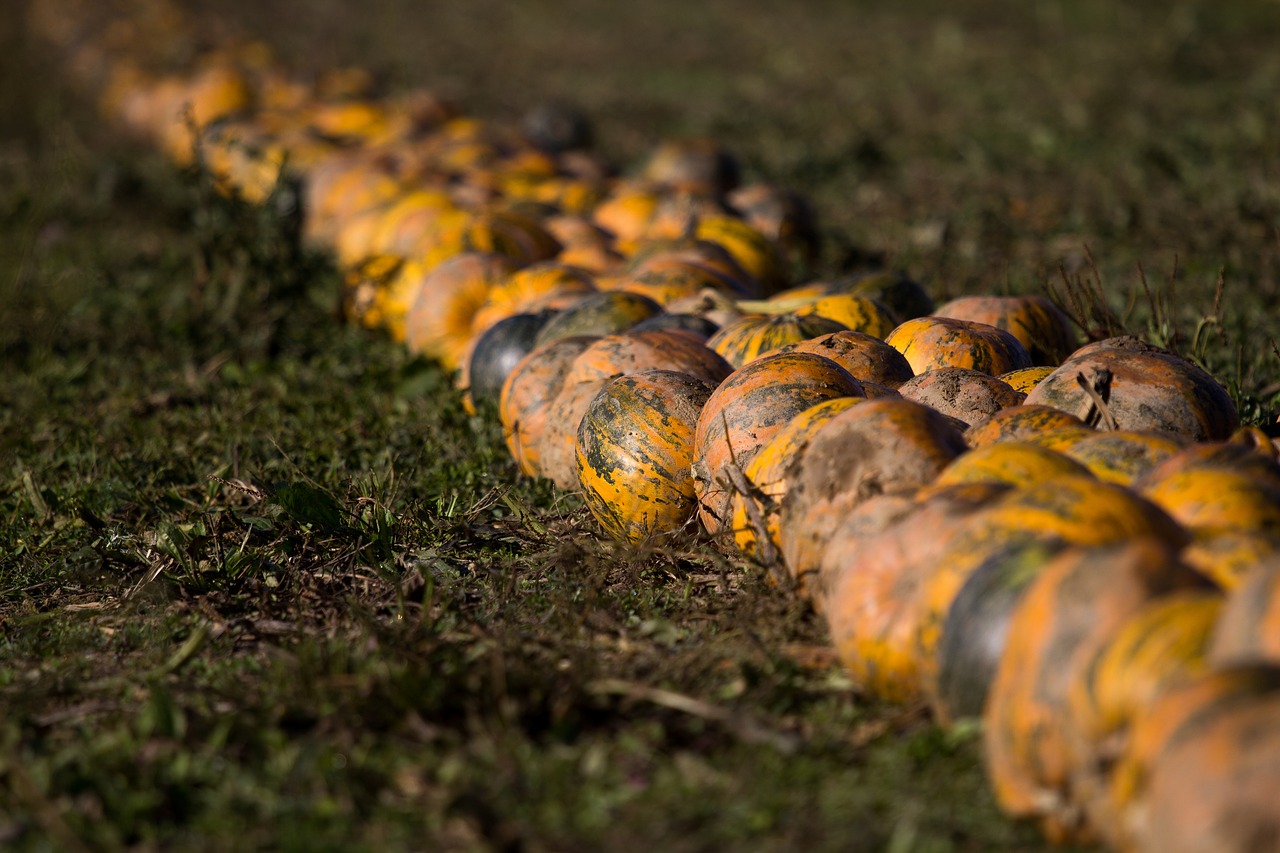 nature autumn food free photo