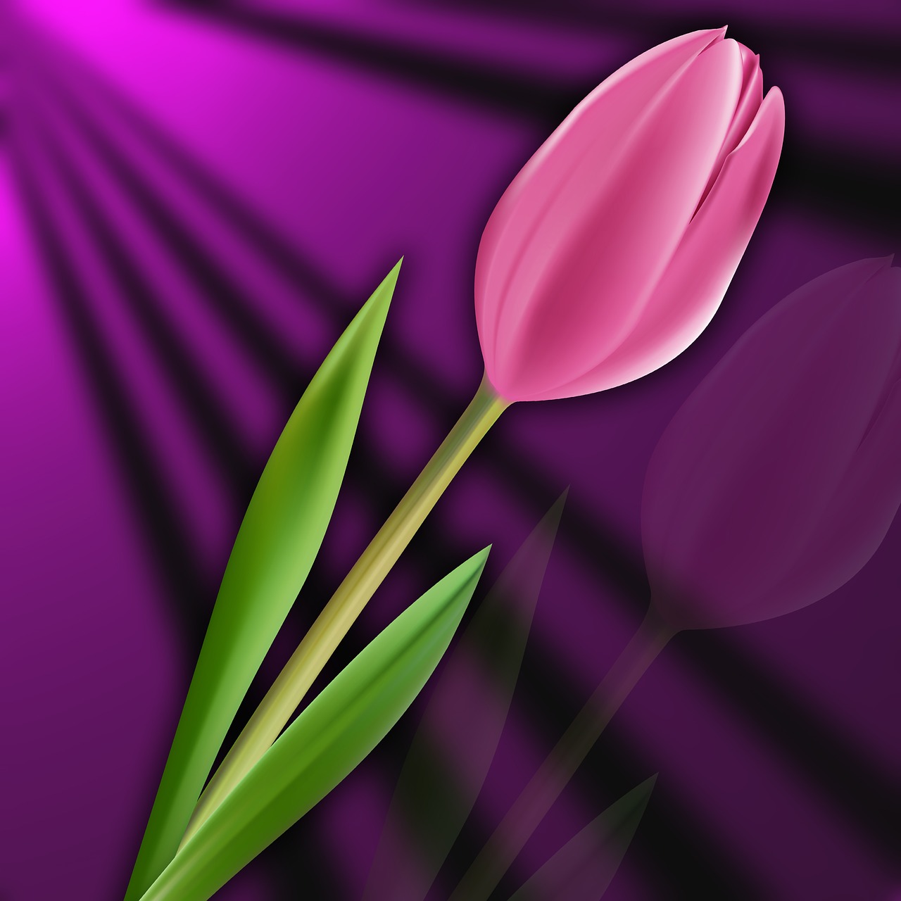 nature tulip flower free photo