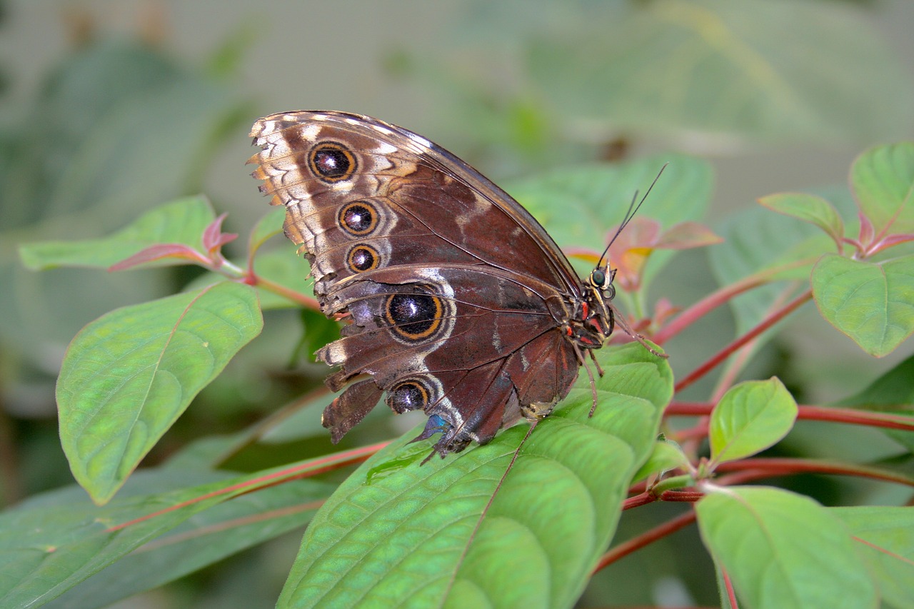 nature bug wildlife free photo