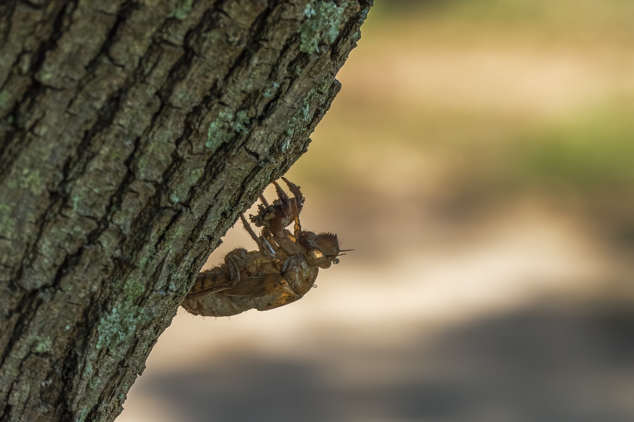 nature wood outdoors free photo