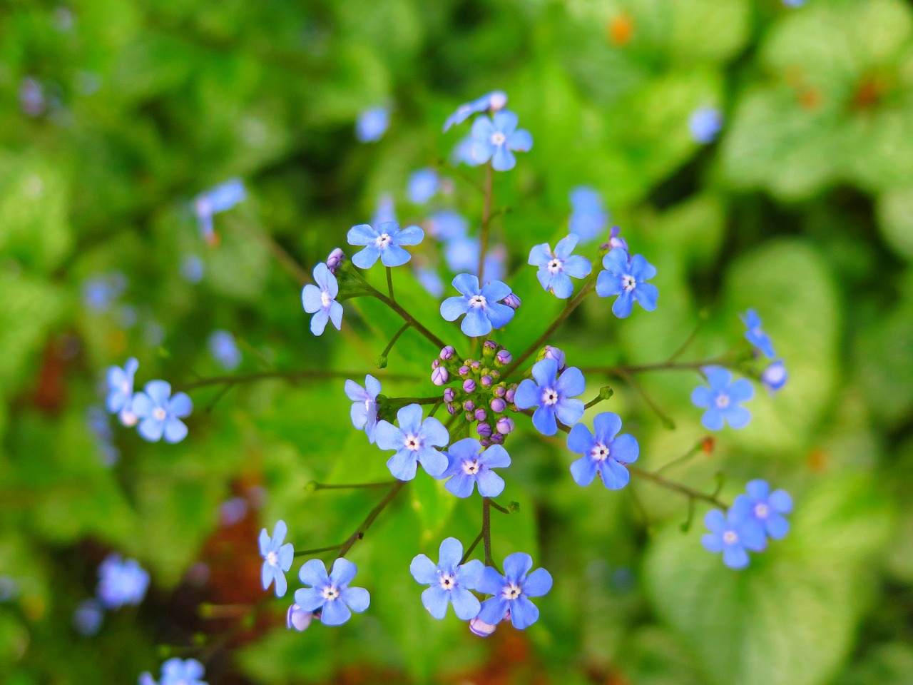 nature flora leaf free photo