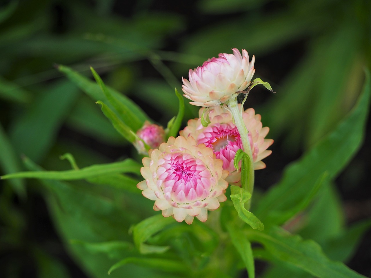 nature flora leaf free photo