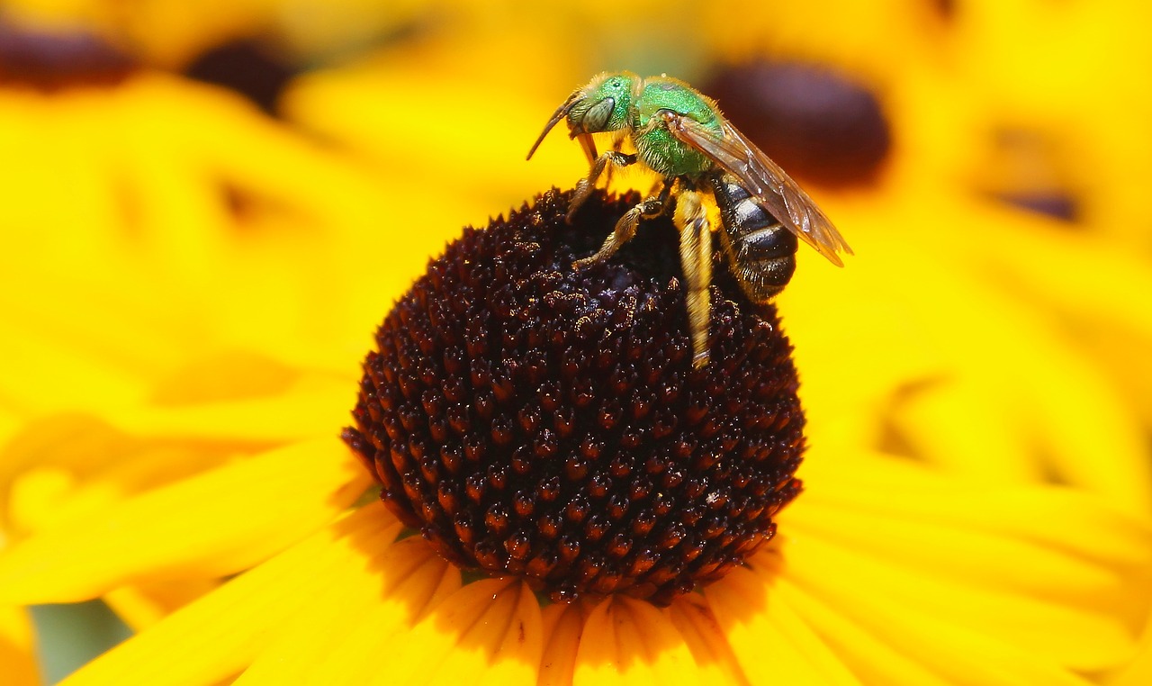 nature insect flower free photo