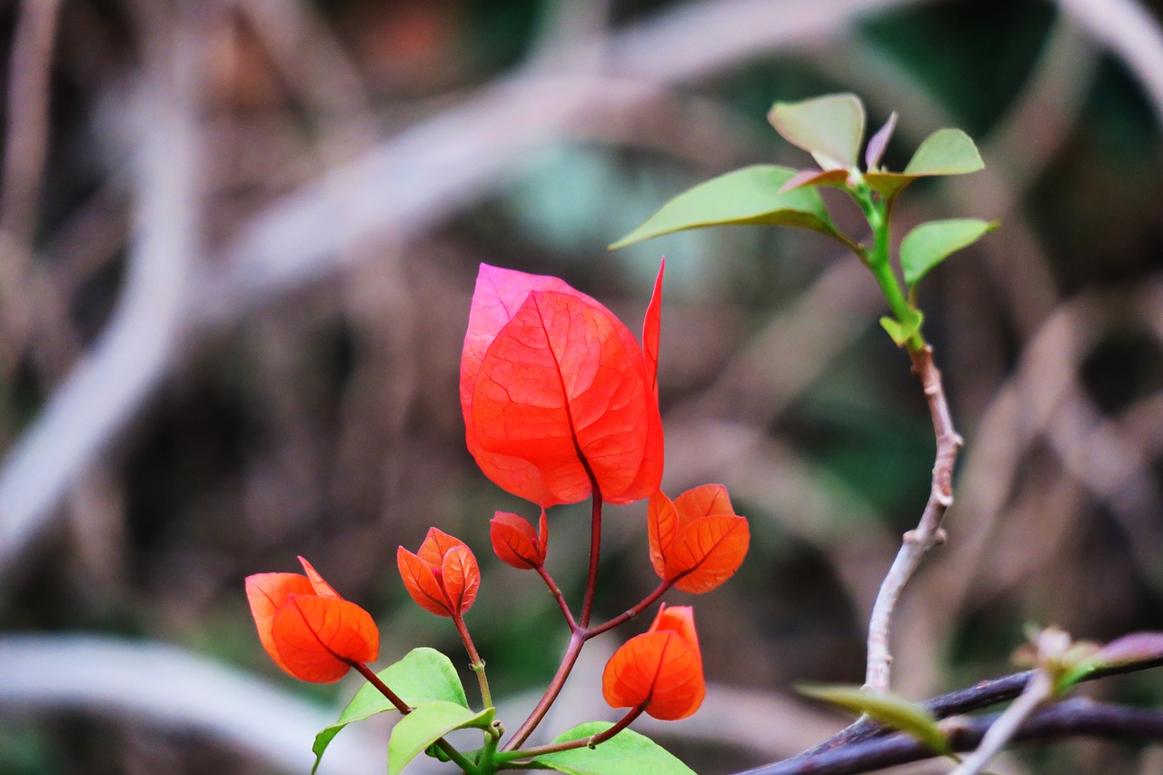 nature leaf plant free photo