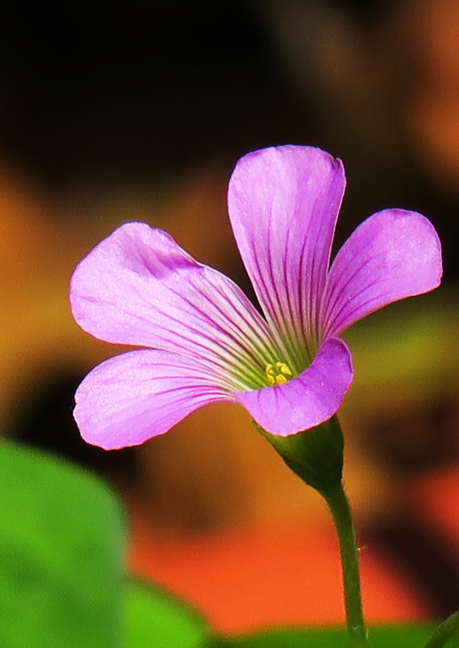 nature flower plant free photo