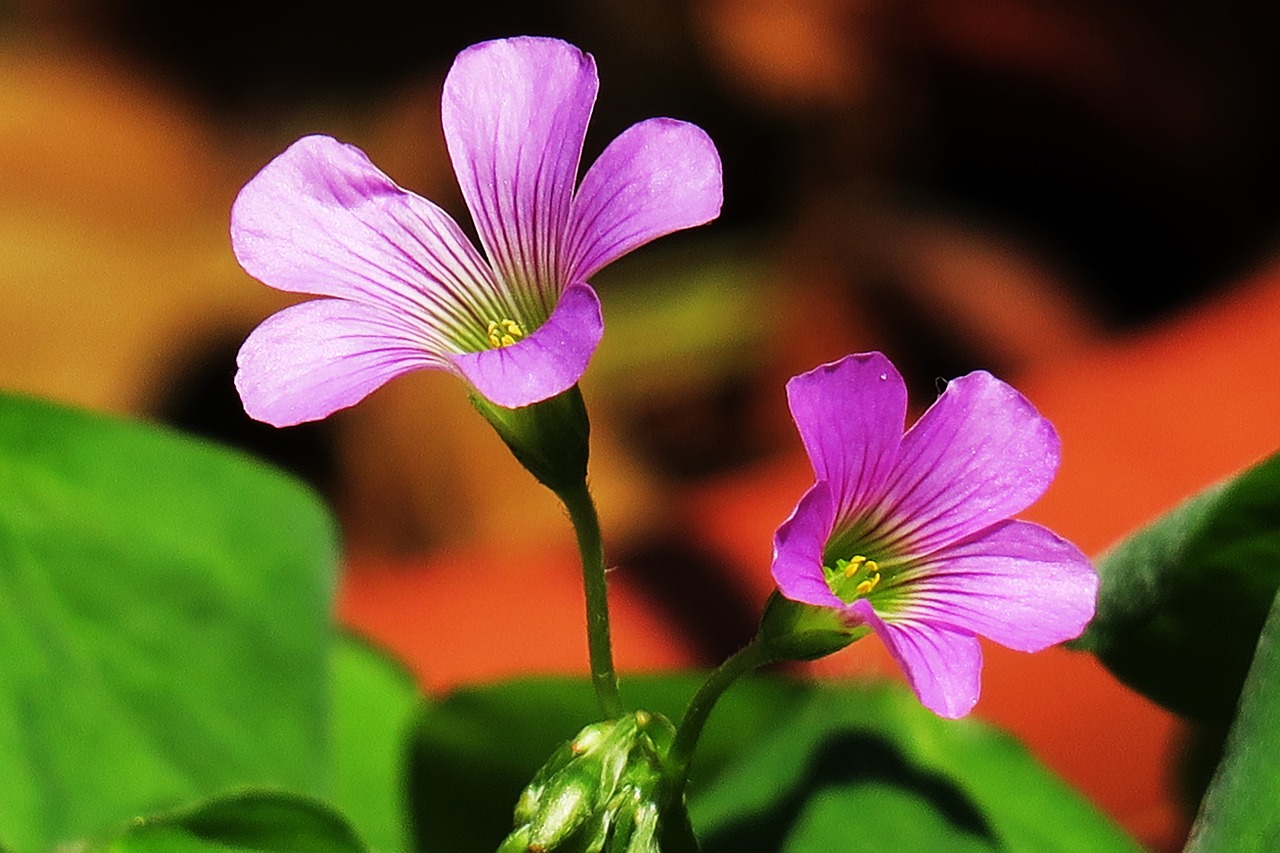 nature outdoor flower free photo