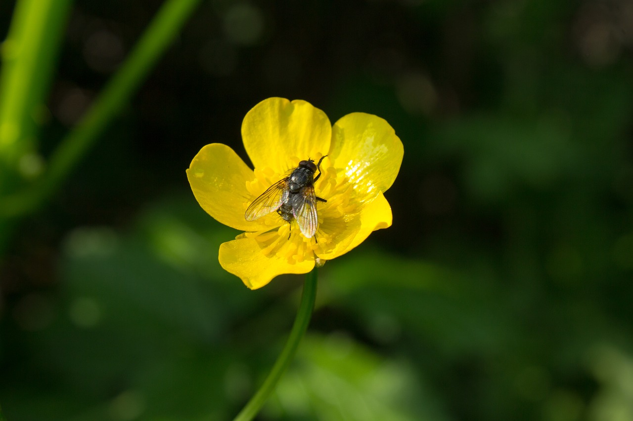 nature flower plant free photo