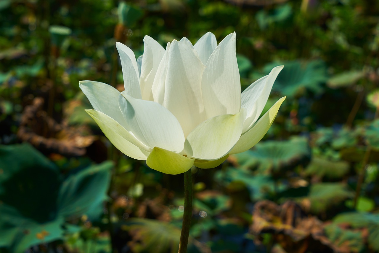 nature plant flower free photo