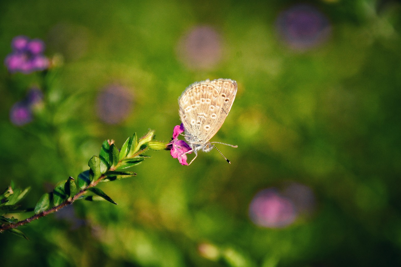 nature flower butterfly free photo