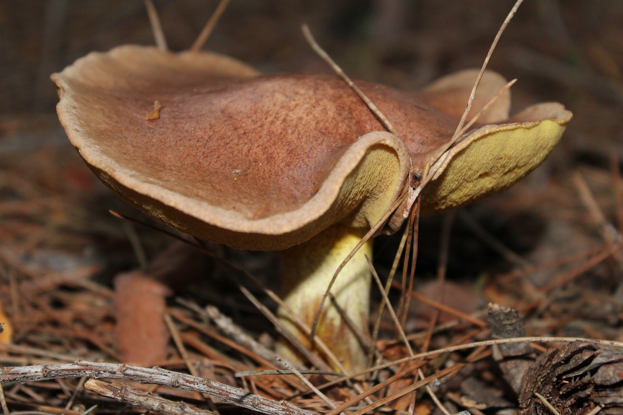 nature fungi autumn free photo