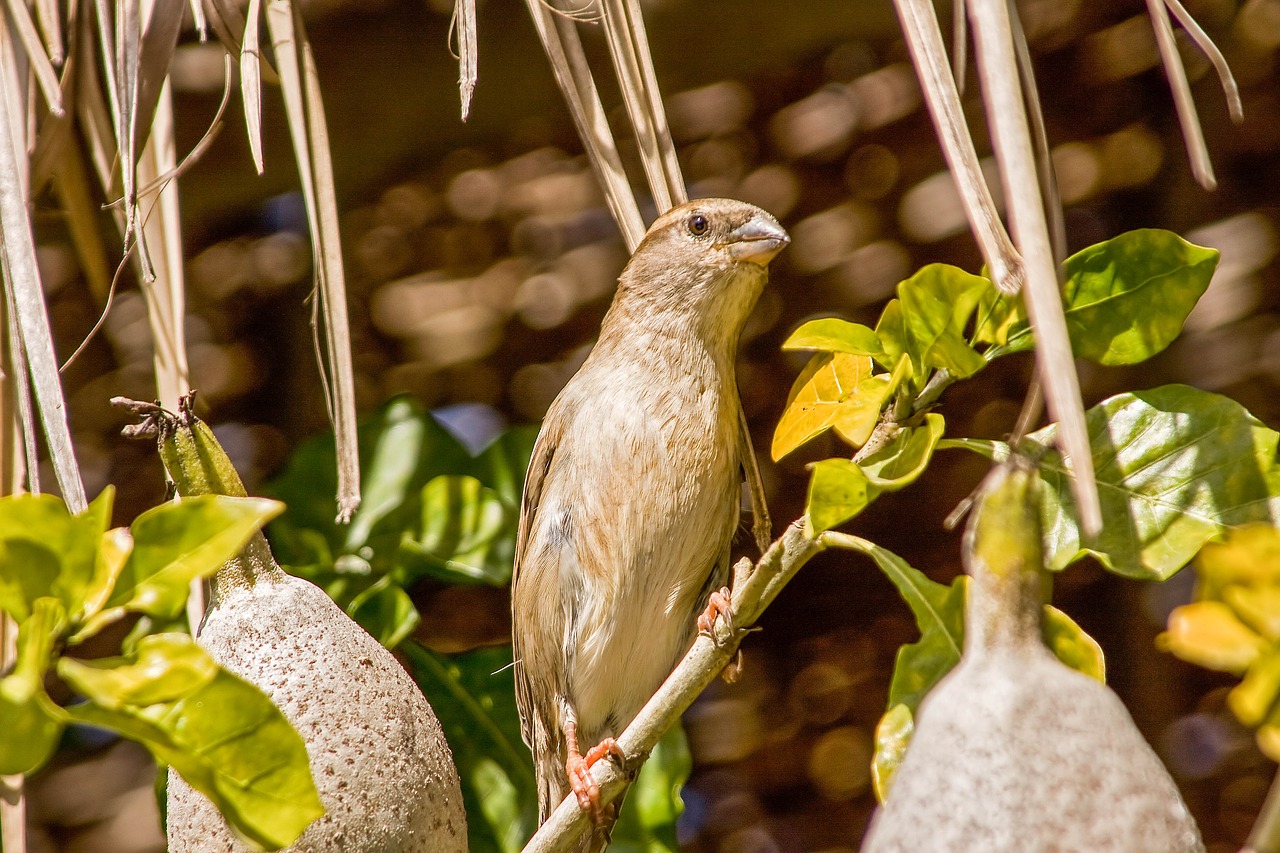 nature food plant free photo