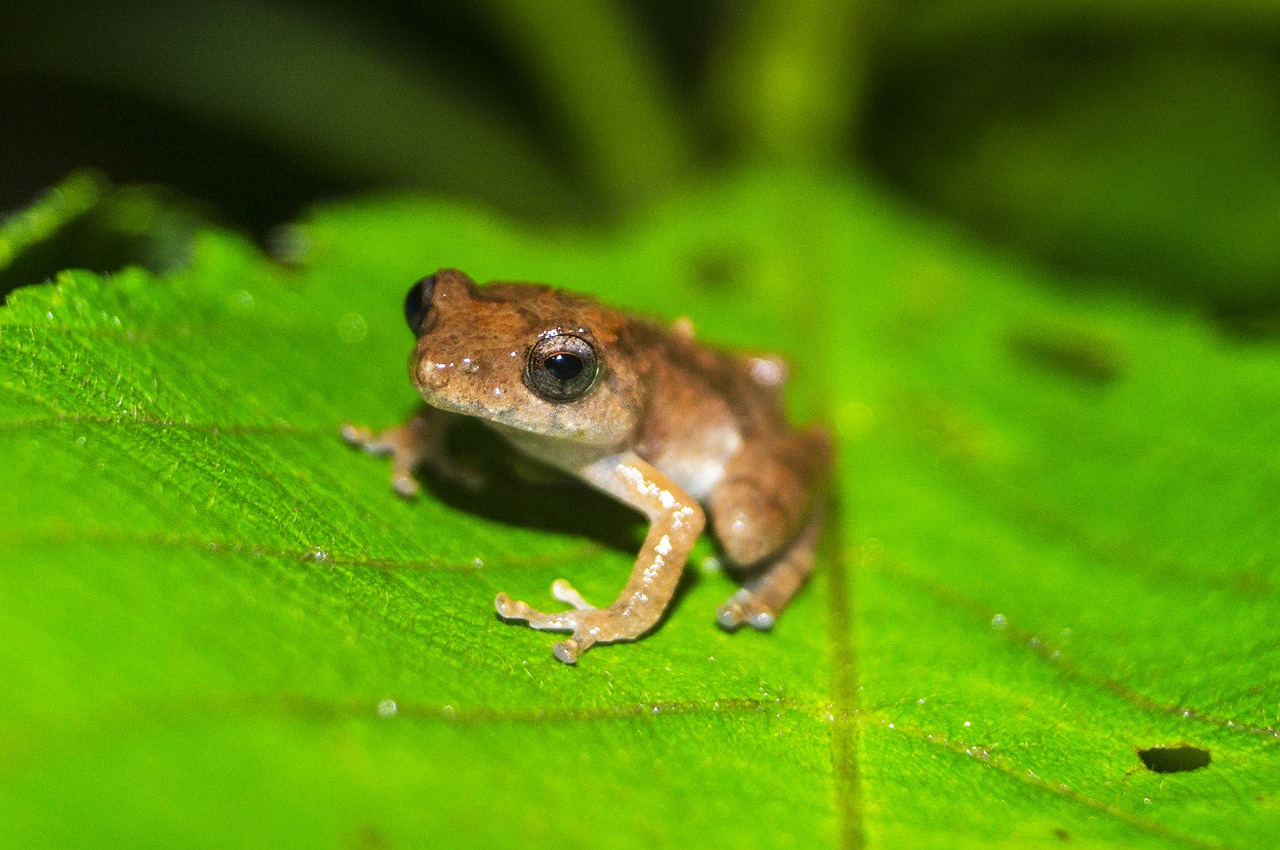 nature wildlife frog free photo