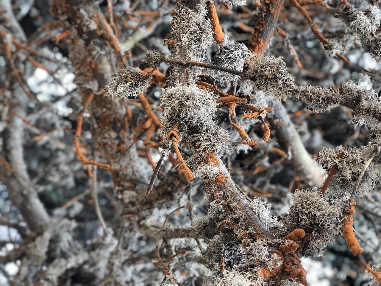 nature tree dry free photo