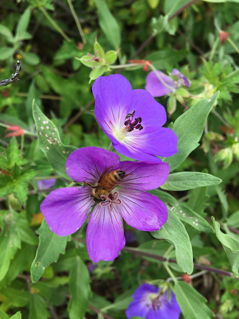 nature flower garden free photo