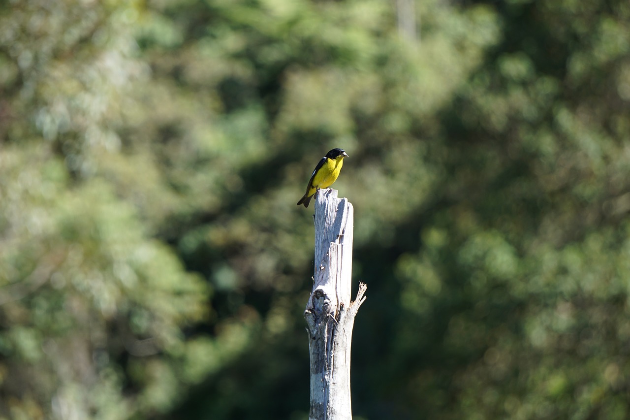 nature bird outdoors free photo