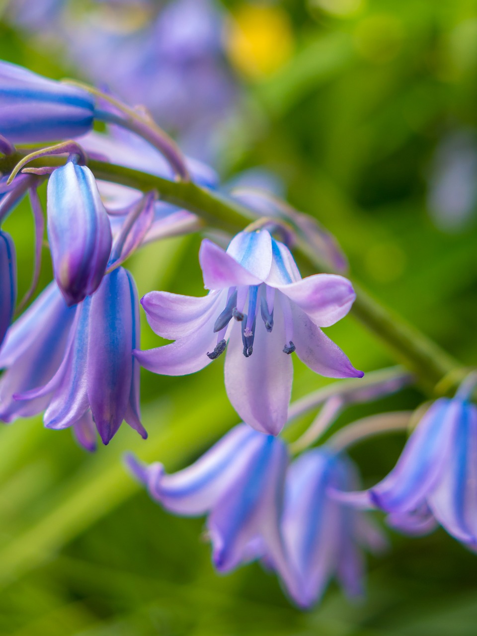 nature flower plant free photo