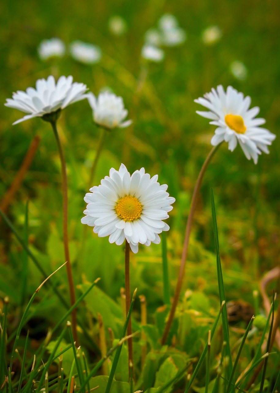 nature flower plant free photo