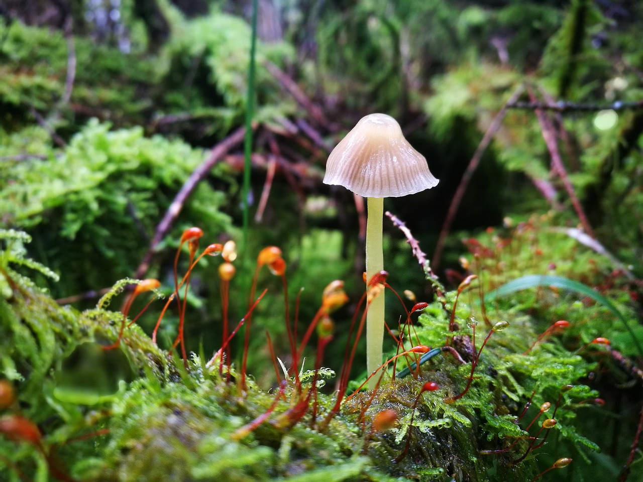 nature mushroom plant free photo