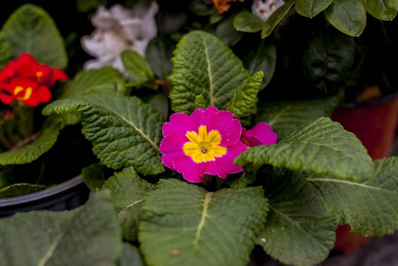 nature flower leaf free photo