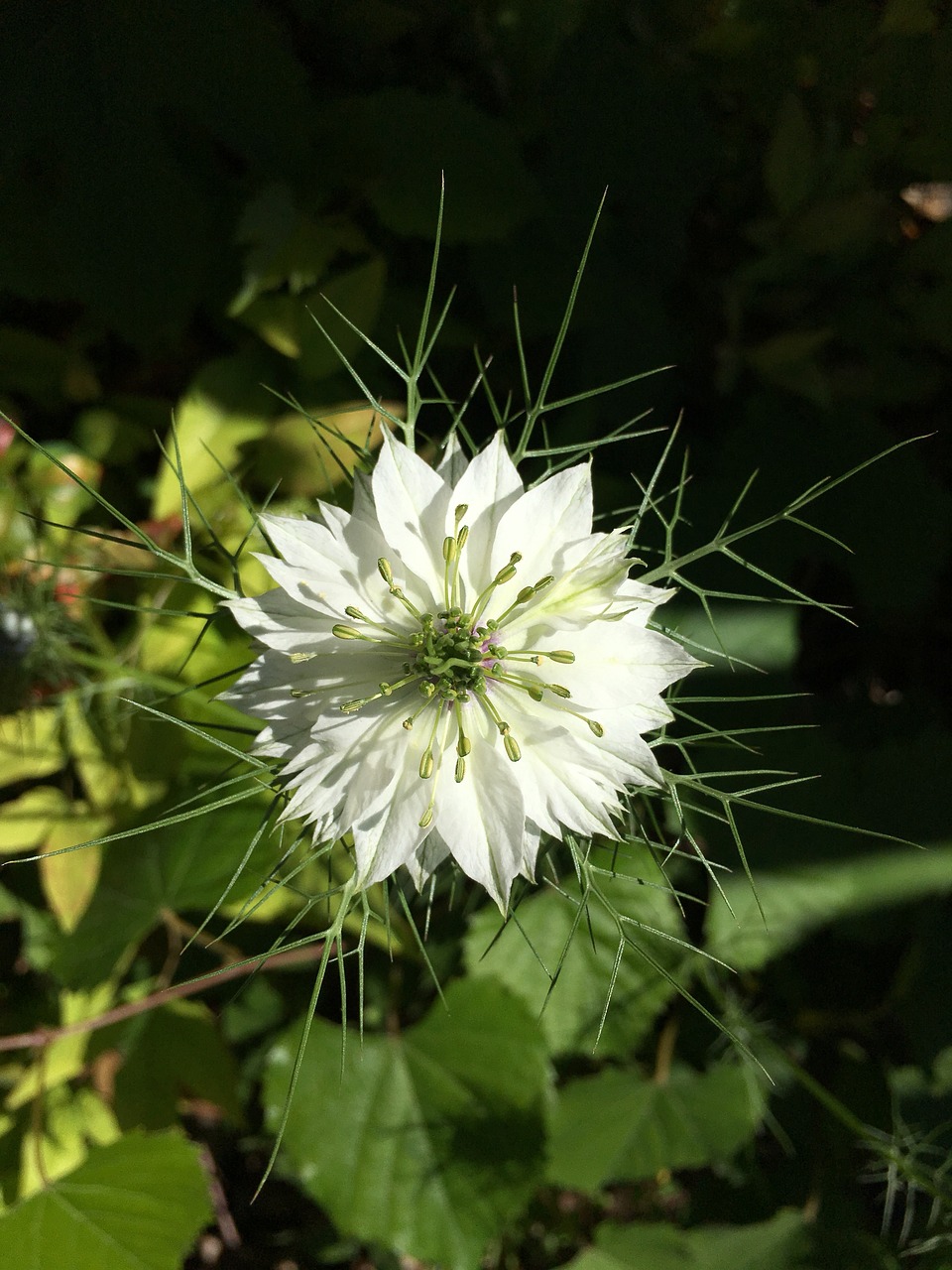 nature flower summer free photo