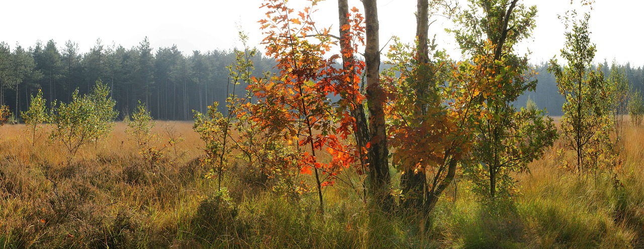 nature tree wood free photo