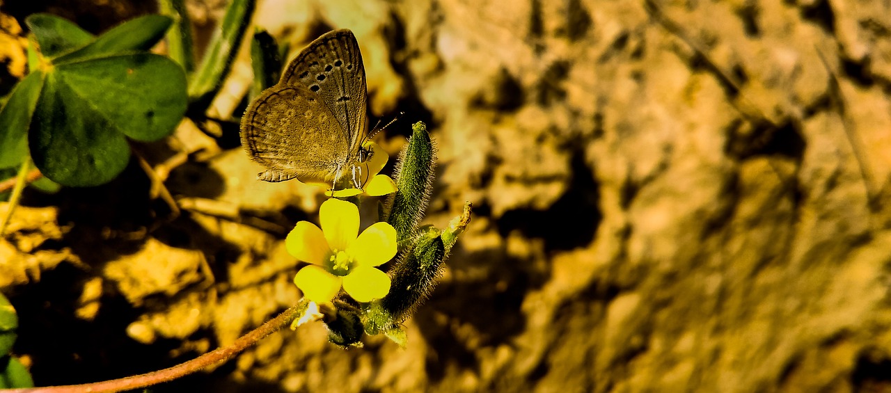 nature outdoors flower free photo