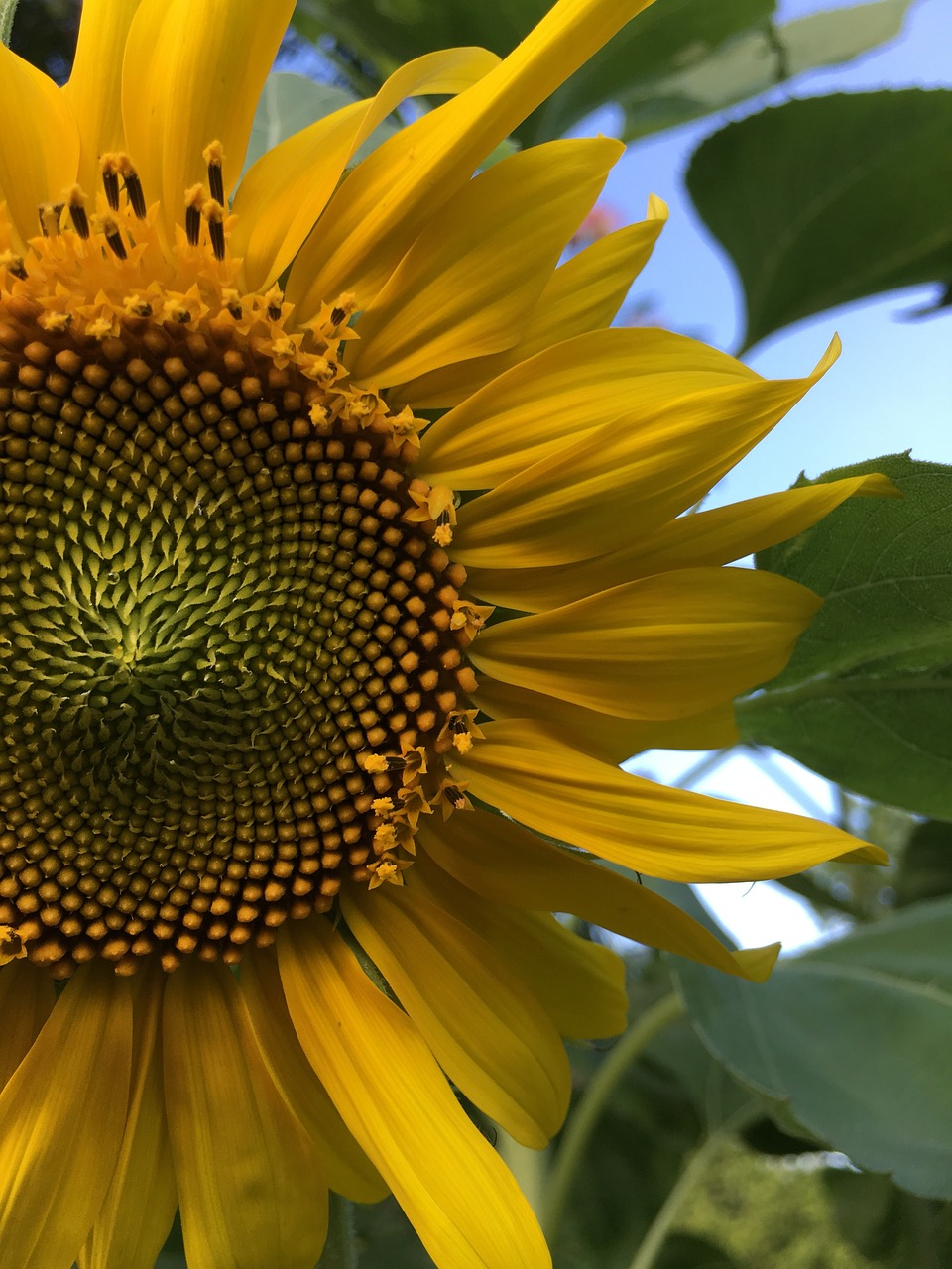 nature flora sunflower free photo