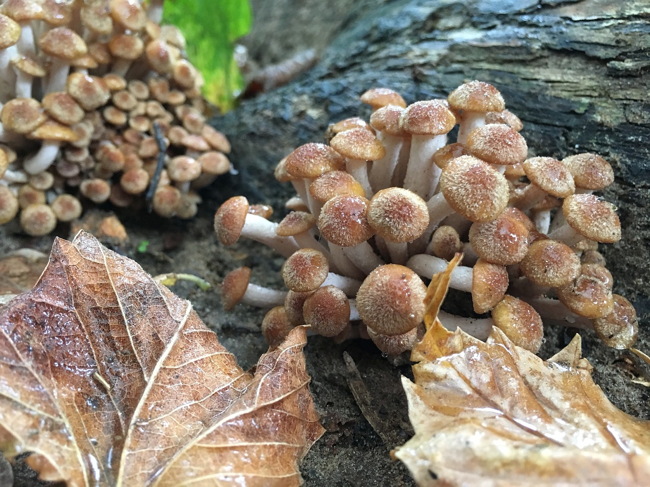 nature fungus wood free photo