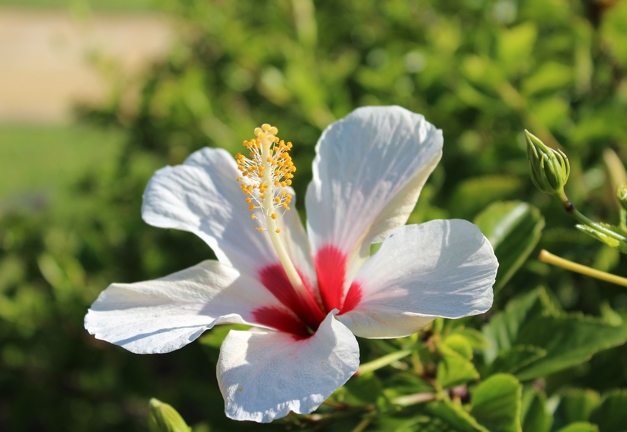 nature flower plant free photo