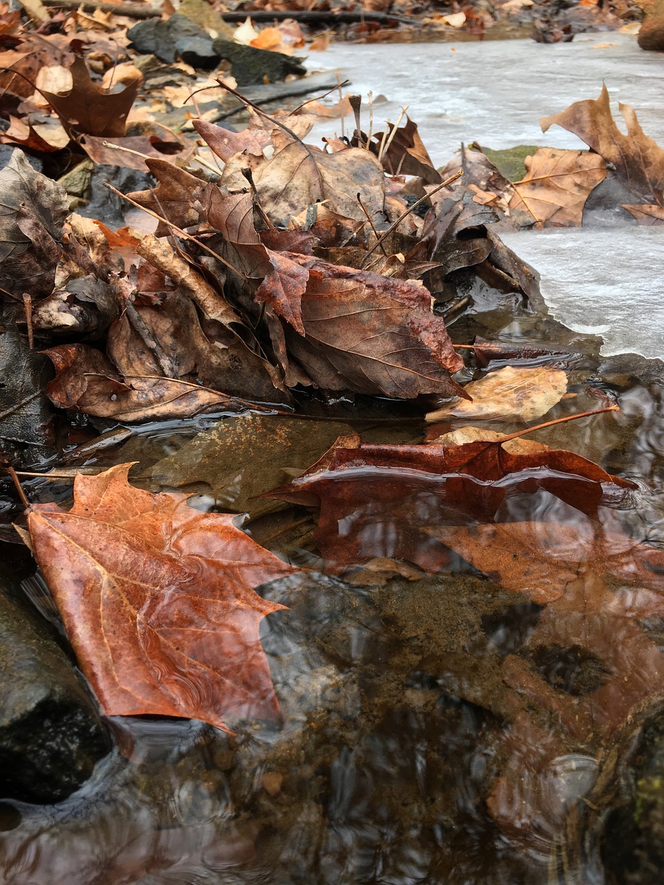 nature water outdoors free photo