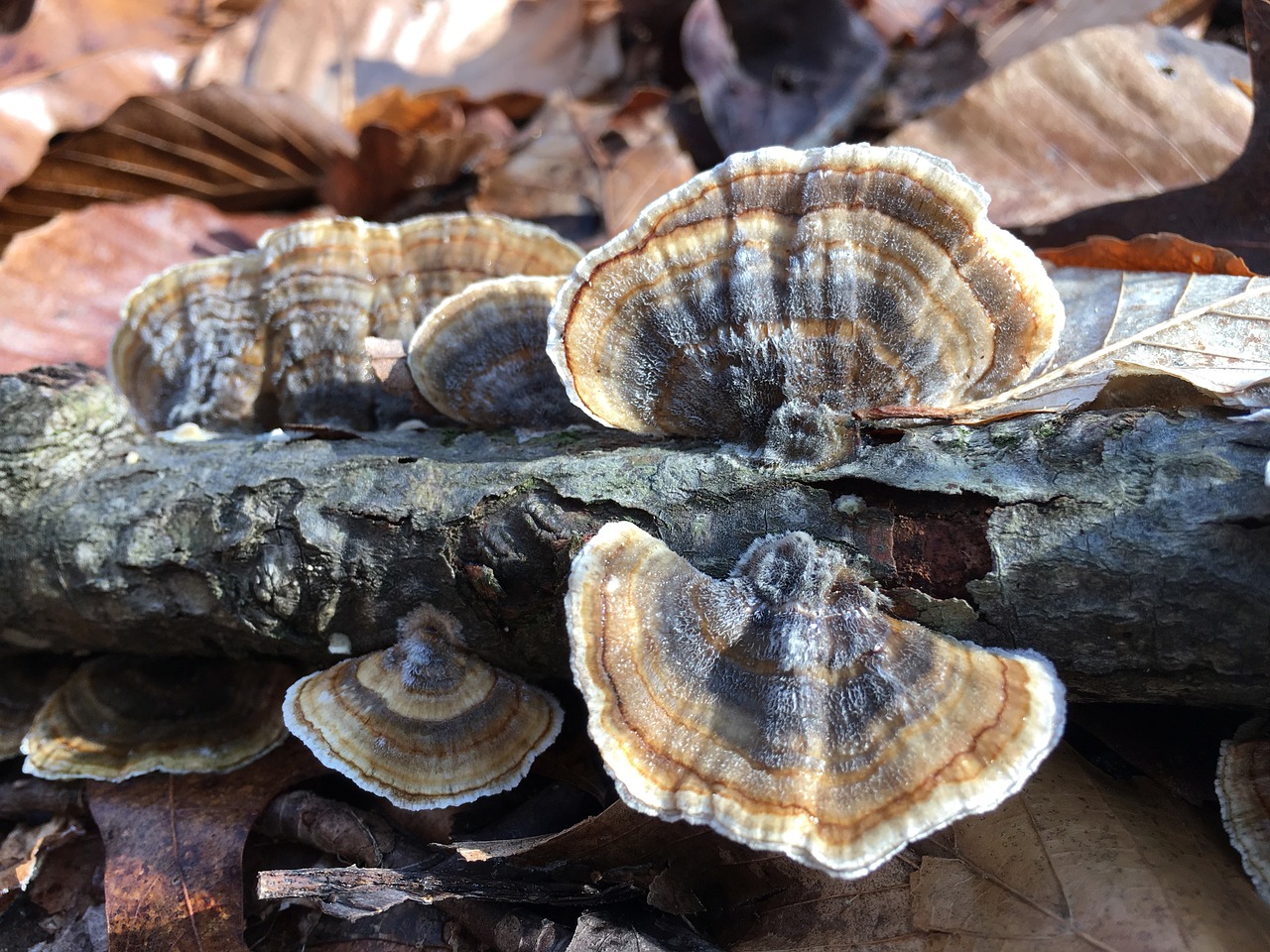 nature fungus mushroom free photo