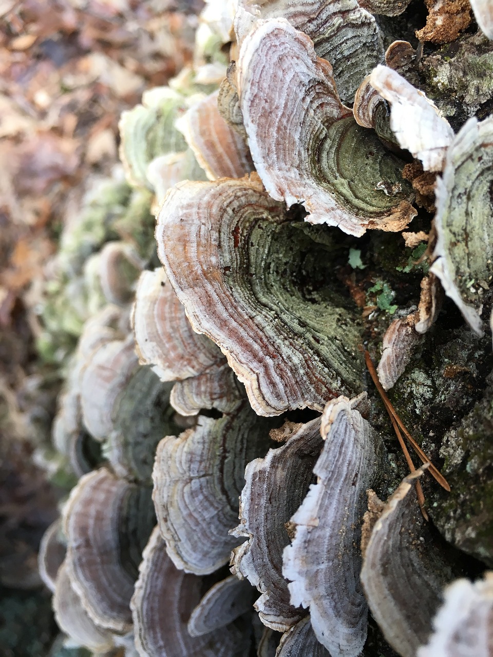 nature fungus tree free photo